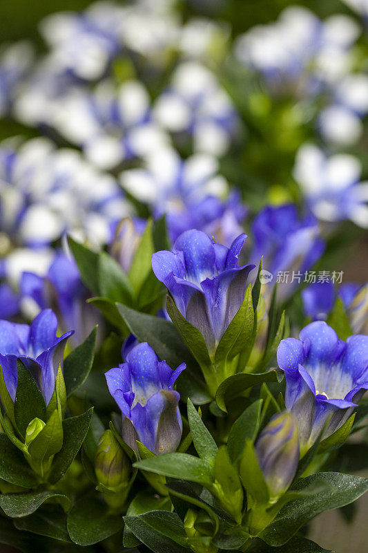 日本龙胆(Gentiana scabra)花盛开在花园里